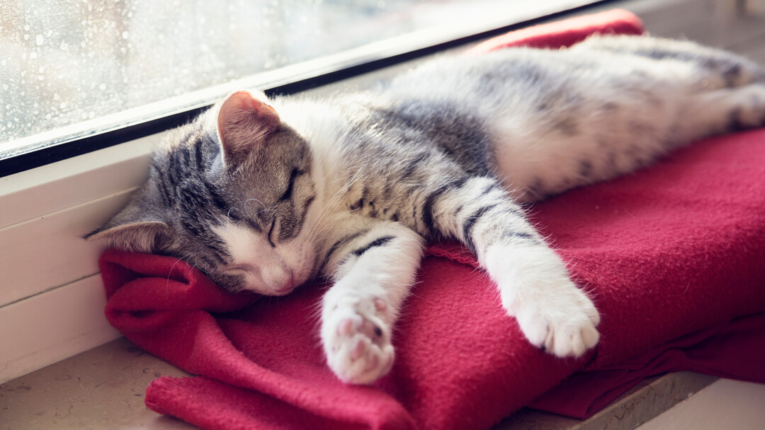 Cat lying shop in bed